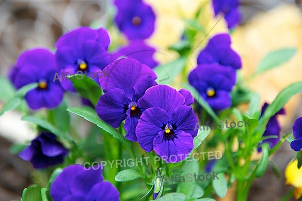 Spring, flowers, plants, background