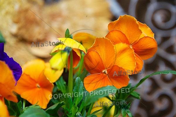 Spring, flowers, plants, background