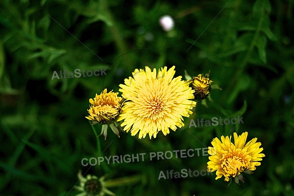 Spring, flowers, plants, background