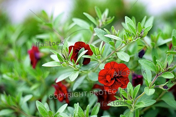 Spring, flowers, plants, background