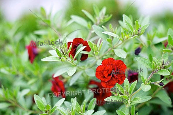 Spring, flowers, plants, background