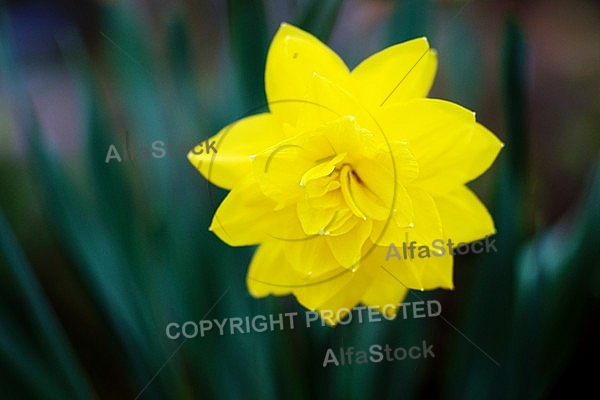 Spring, flowers, plants, background