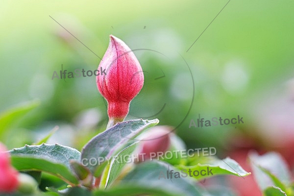 Spring, flowers, plants, background