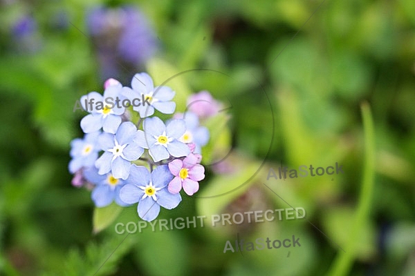 Spring, flowers, plants, background