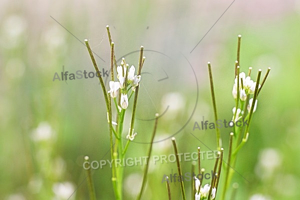 Spring, flowers, plants, background