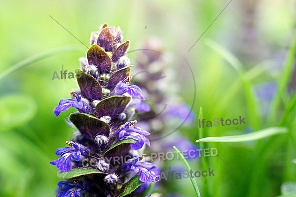 Spring, flowers, plants, background