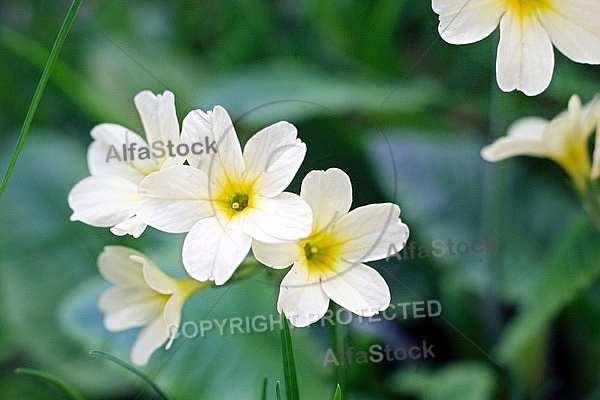 Spring, flowers, plants, background