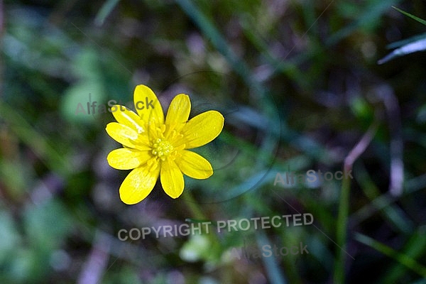 Spring, flowers, plants, background