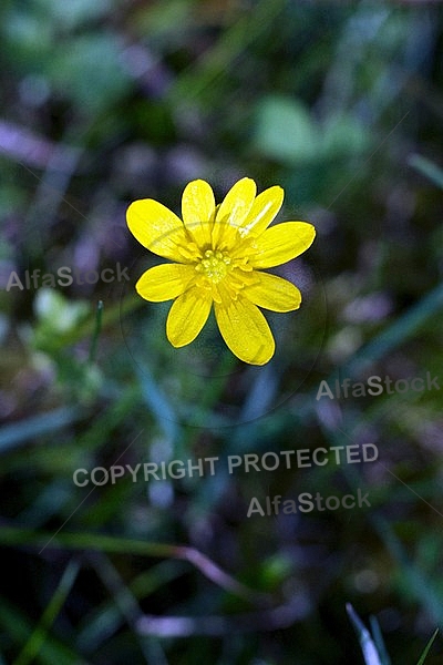 Spring, flowers, plants, background