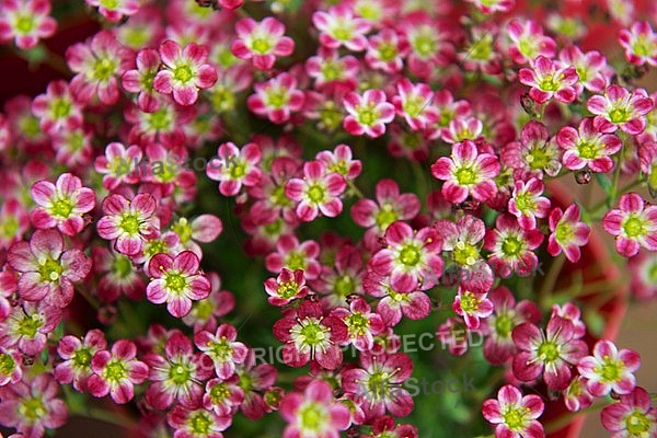 Spring, flowers, plants, background