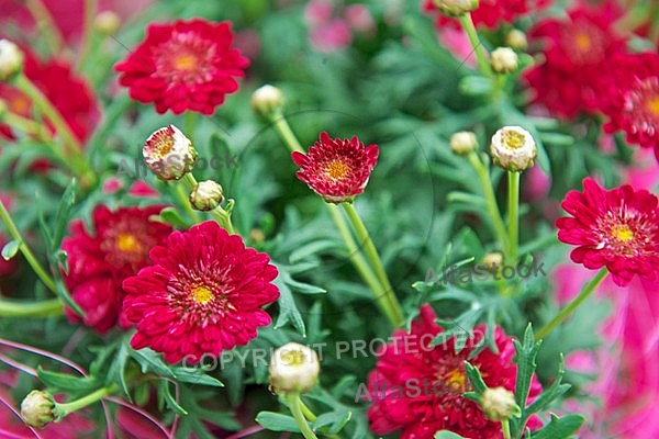 Spring, flowers, plants, background