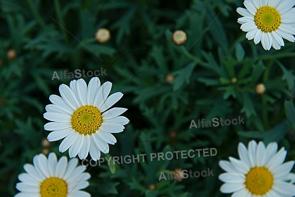 Spring, flowers, plants, background