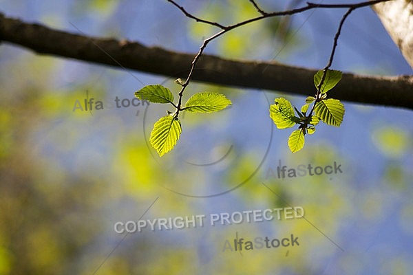 Spring, flowers, plants, background