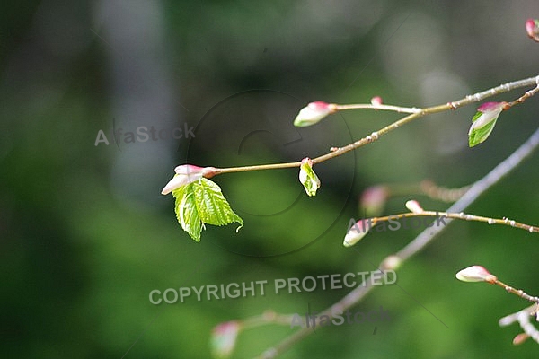 Spring, flowers, plants, background