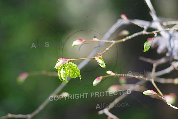 Spring, flowers, plants, background