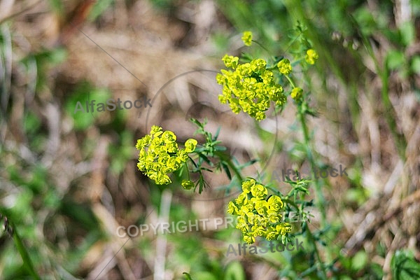 Spring, flowers, plants, background