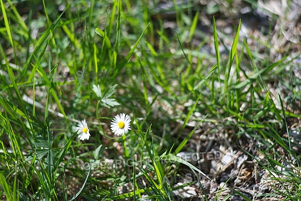 Spring, flowers, plants, background