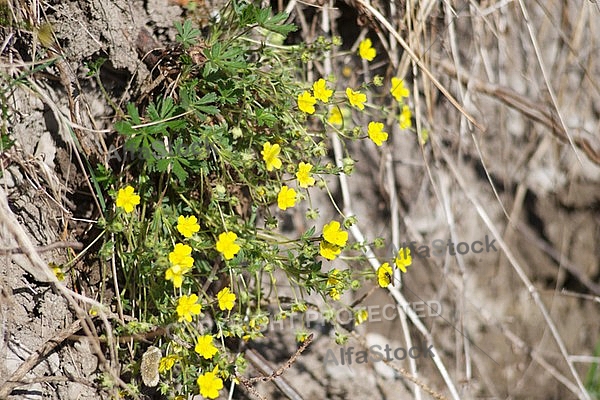 Spring, flowers, plants, background