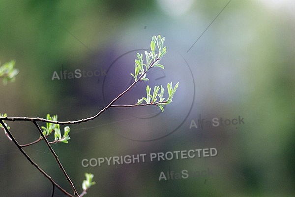 Spring, flowers, plants, background