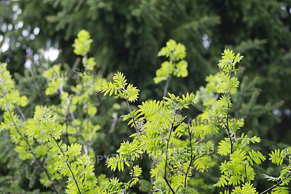 Spring, flowers, plants, background