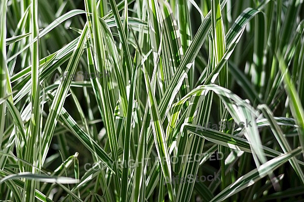 Spring, flowers, plants, background