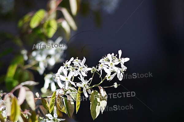 Spring, flowers, plants, background