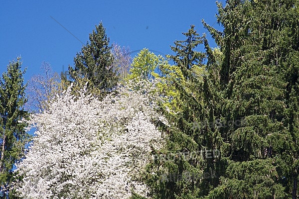 Spring, flowers, plants, background