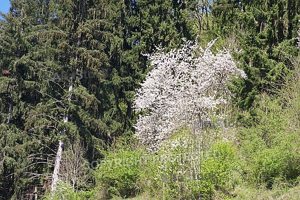 Spring, flowers, plants, background