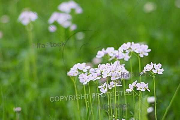 Spring, flowers, plants, background