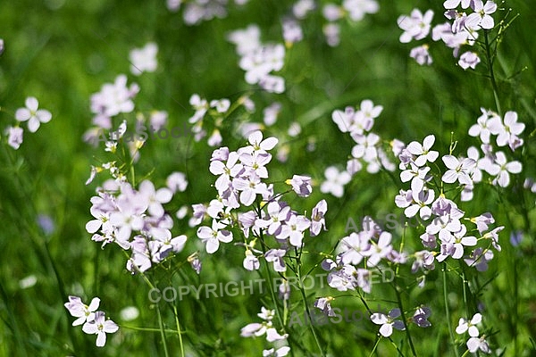 Spring, flowers, plants, background