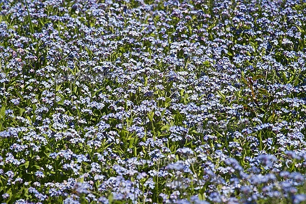 Spring, flowers, plants, background