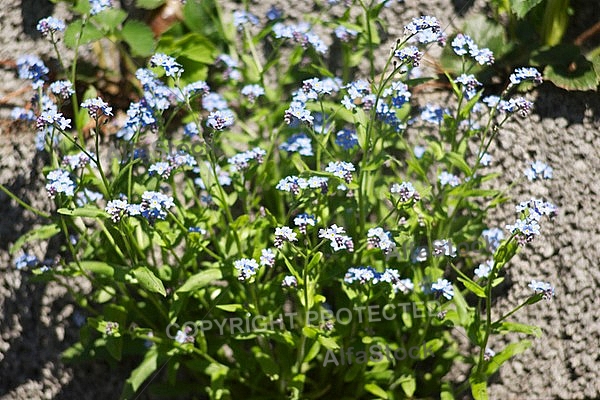 Spring, flowers, plants, background