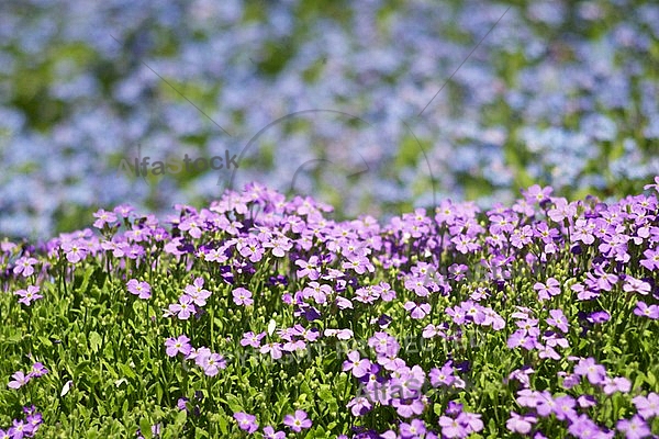 Spring, flowers, plants, background