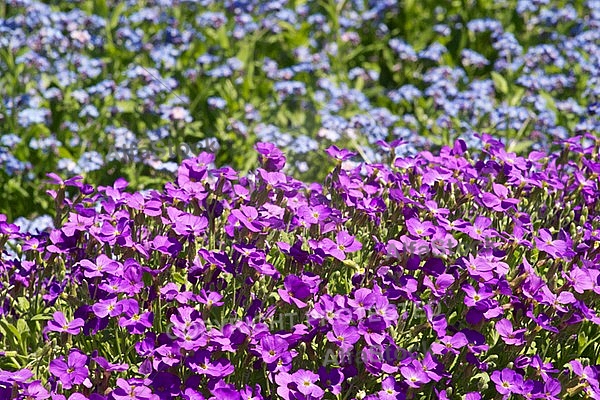 Spring, flowers, plants, background