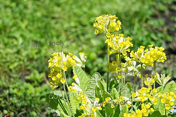 Spring, flowers, plants, background