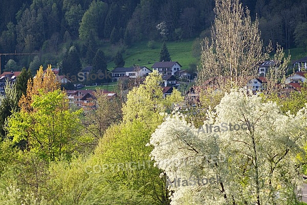 Spring, flowers, plants, background