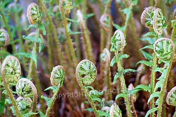 Spring, flowers, plants, background