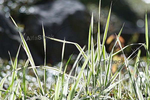 Spring, flowers, plants, background