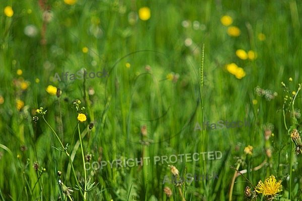 Spring, flowers, plants, background