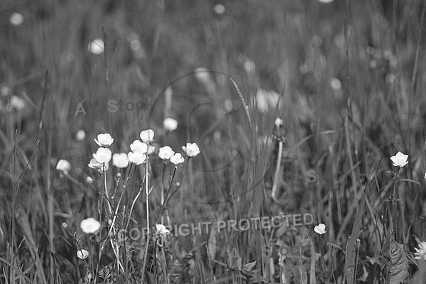 Spring, flowers, plants, background