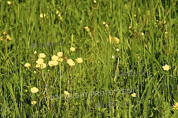 Spring, flowers, plants, background