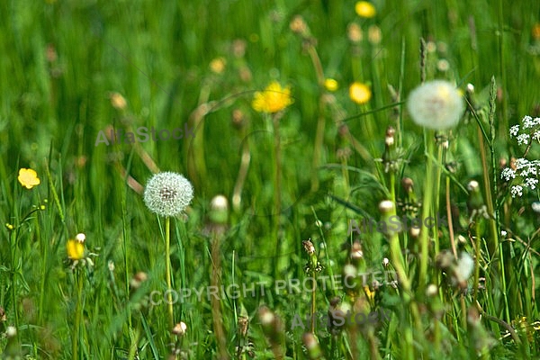 Spring, flowers, plants, background