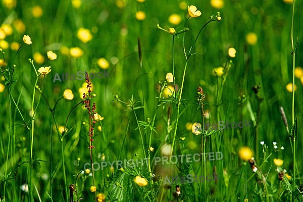 Spring, flowers, plants, background