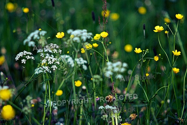 Spring, flowers, plants, background