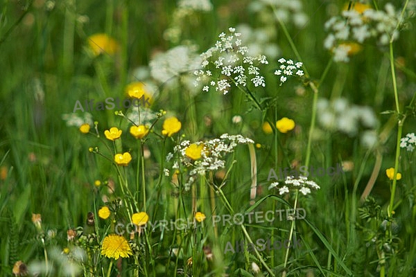 Spring, flowers, plants, background