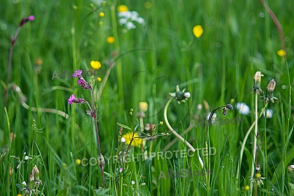 Spring, flowers, plants, background