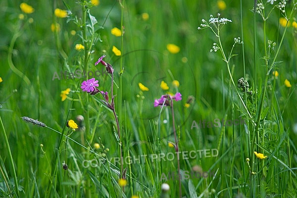 Spring, flowers, plants, background