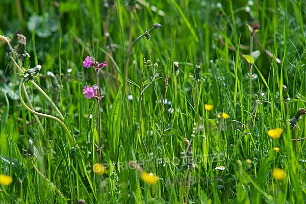 Spring, flowers, plants, background