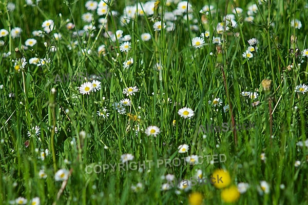 Spring, flowers, plants, background