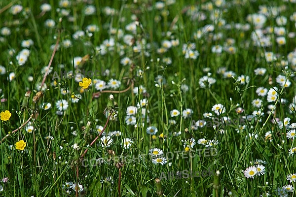 Spring, flowers, plants, background